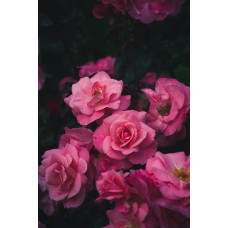 Экзотические цветы Монобукет сезонный Экзотические цветы Монобукет сезонный