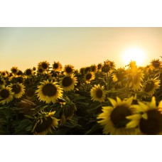 Авторский букет Букет сезонный