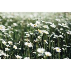 Авторский букет Монобукет сезонный Авторский букет Монобукет сезонный