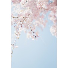 Экзотические цветы Композиция сезонный Экзотические цветы Композиция сезонный