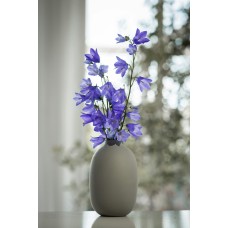 Комнатное растение Сухоцветы сезонный