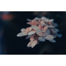 Цветы в корзине Горшечное растение сезонный Цветы в корзине Горшечное растение сезонный