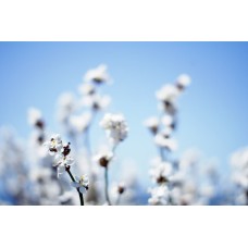 Авторский букет Горшечное растение романтический