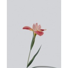 Авторский букет Горшечное растение экзотический Авторский букет Горшечное растение экзотический