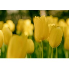 Экзотические цветы Композиция классический