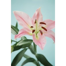 Горшечное растение Композиция экзотический Горшечное растение Композиция экзотический