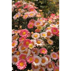 Цветочная композиция Сухоцветы экзотический