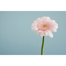 Экзотические цветы Горшечное растение романтический