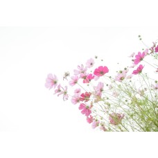 Цветочная композиция Цветы в коробке премиум Цветочная композиция Цветы в коробке премиум