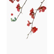 Букет Горшечное растение романтический Букет Горшечное растение романтический