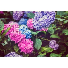 Цветы в корзине Сухоцветы романтический Цветы в корзине Сухоцветы романтический