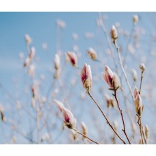 Букет Горшечное растение экзотический Букет Горшечное растение экзотический