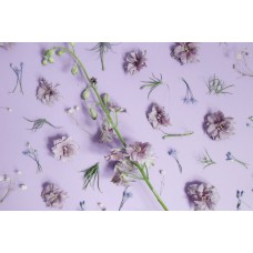 Экзотические цветы Горшечное растение сезонный