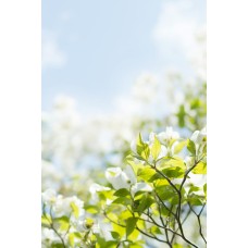 Горшечное растение Горшечное растение экзотический Горшечное растение Горшечное растение экзотический