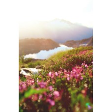 Авторский букет Монобукет премиум Авторский букет Монобукет премиум