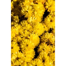 Экзотические цветы Монобукет классический