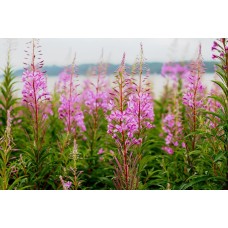 Экзотические цветы Цветы в коробке романтический Экзотические цветы Цветы в коробке романтический