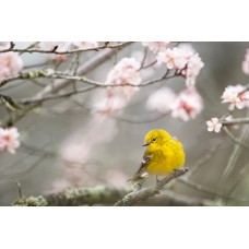 Авторский букет Сухоцветы сезонный Авторский букет Сухоцветы сезонный