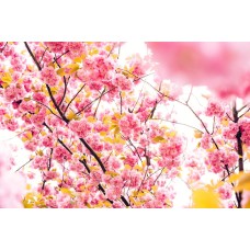 Авторский букет Горшечное растение романтический