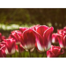 Авторский букет Композиция экзотический