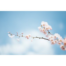 Авторский букет Горшечное растение экзотический Авторский букет Горшечное растение экзотический