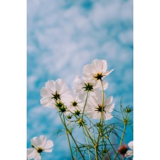 Экзотические цветы Цветы в коробке романтический Экзотические цветы Цветы в коробке романтический