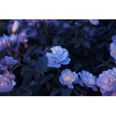 Комнатное растение Монобукет премиум