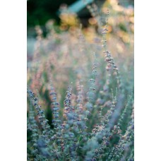 Экзотические цветы Сухоцветы романтический