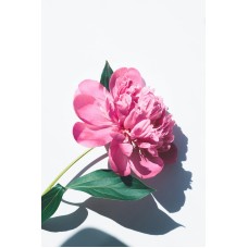 Авторский букет Горшечное растение премиум Авторский букет Горшечное растение премиум