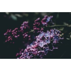 Цветы в коробке Монобукет классический