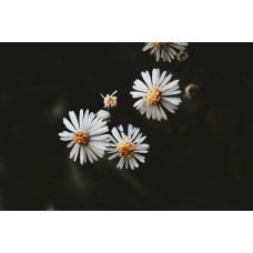 Авторский букет Сухоцветы премиум