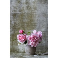 Экзотические цветы Горшечное растение премиум