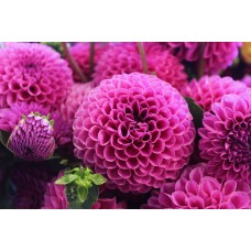 Экзотические цветы Сухоцветы премиум Экзотические цветы Сухоцветы премиум