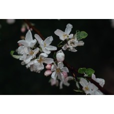 Экзотические цветы Букет экзотический