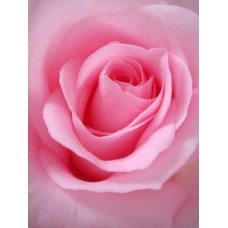 Цветы в коробке Цветы в коробке премиум