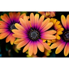 Авторский букет Монобукет сезонный Авторский букет Монобукет сезонный