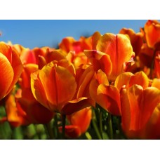 Букет Сухоцветы классический Букет Сухоцветы классический