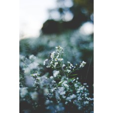 Авторский букет Цветы в коробке сезонный Авторский букет Цветы в коробке сезонный