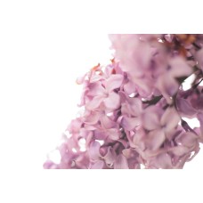 Экзотические цветы Цветы в коробке сезонный