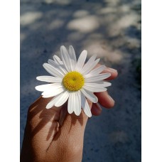 Цветы в корзине Цветы в коробке романтический