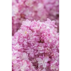 Цветы в коробке Композиция сезонный