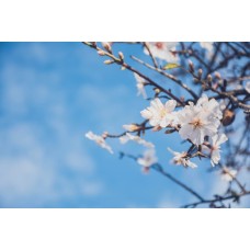 Авторский букет Цветы в коробке романтический Авторский букет Цветы в коробке романтический