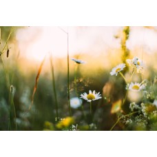 Букет Букет экзотический Букет Букет экзотический