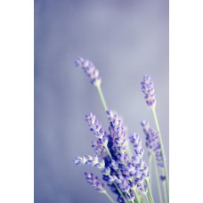 Экзотические цветы Монобукет премиум