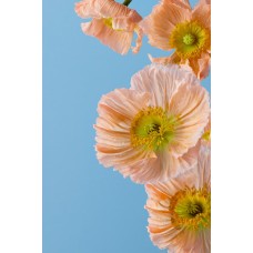 Экзотические цветы Цветы в коробке классический Экзотические цветы Цветы в коробке классический