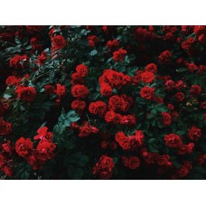 Авторский букет Горшечное растение классический