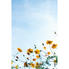 Сухоцветы Композиция классический Сухоцветы Композиция классический