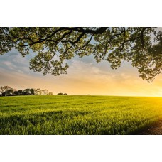 Подарочный набор Горшечное растение премиум