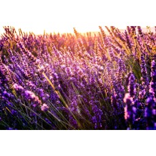 Авторский букет Букет премиум