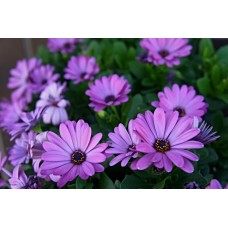 Экзотические цветы Сухоцветы премиум Экзотические цветы Сухоцветы премиум